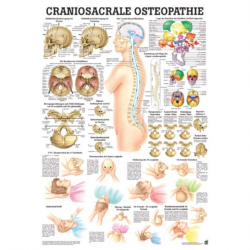 Der menschliche Schädel Craniosacrale Osteopathie | Lehrtafel 70 x 100 cm | laminiert