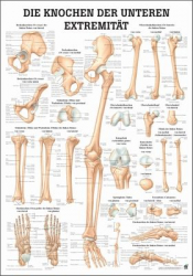 Mini-Poster, Poster und Lehrtafeln der  "Unteren und oberen Extremitäten des Menschen" Die Knochen der unteren Extremität | Lehrtafel 70 x 100 cm | laminiert