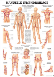 "Das Lymphsystem des Menschen" und "Lymphdrainage" Manuelle Lymphdrainage | Lehrtafel 70 x 100 cm | unlaminiert