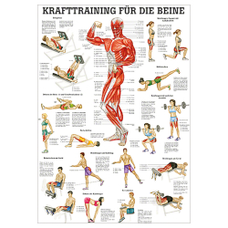 Krafttraining für die Beine Lehrtafel 70 x 100 cm | unlaminiert