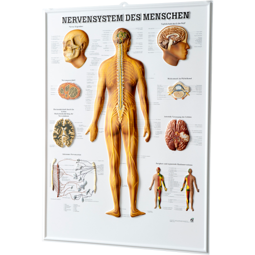 Öffne Relieftafel "Nervensystem des Menschen"