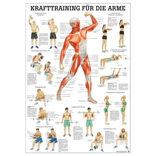 Öffne Mini-Poster "Krafttraining für die Arme", unlaminiert