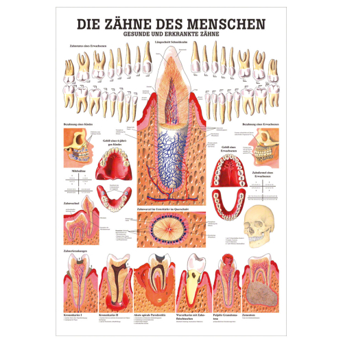 Öffne Lehrmittel "Die Zähne des Menschen"