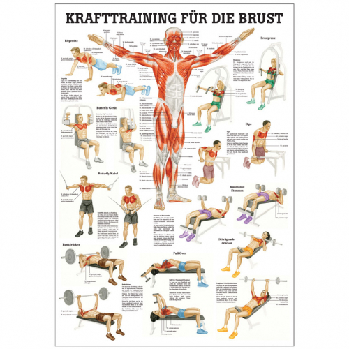 Öffne Lehrmittel Krafttraining für die Brust