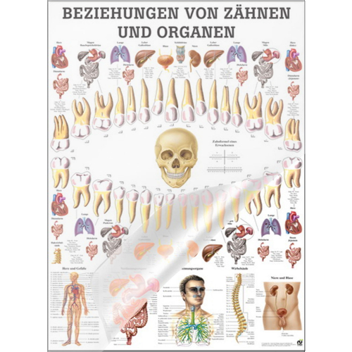 Öffne Lehrtafel "Beziehungen v. Zähnen und Organen", laminiert