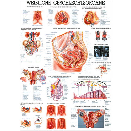 Öffne Lehrtafel "Weiblichen Geschlechtsorgane", laminiert