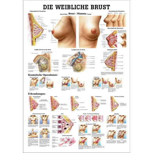 Öffne Lehrmittel Die weibliche Brust