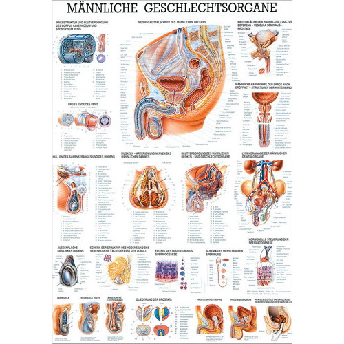 Öffne Lehrtafel "Männliche Geschlechtsorgane", unlaminiert