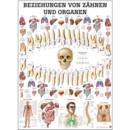 Öffne Lehrmittel "Beziehungen von Zähnen und Organen"