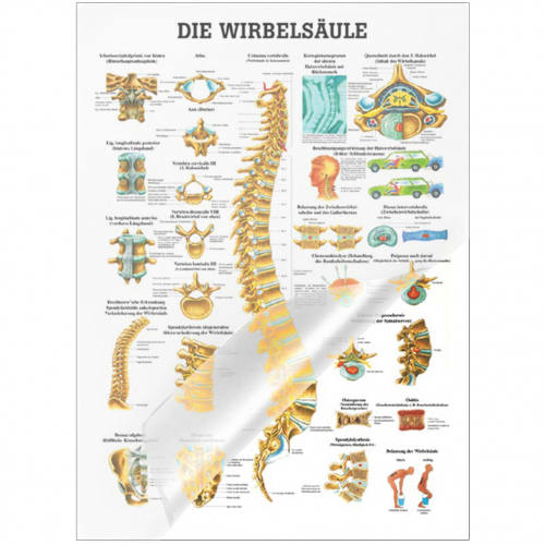 Öffne Mini-Poster "Die Wirbelsäule", laminiert