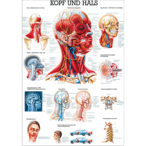 Öffne Kopf und Hals