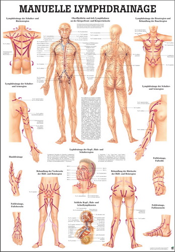 &Ouml;ffne "Das Lymphsystem des Menschen" und "Lymphdrainage"