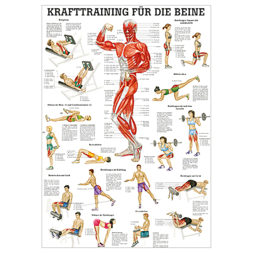 Öffne Lehrtafel "Krafttraining für die Beine", unlaminiert