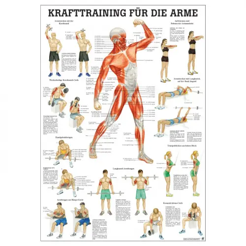 Krafttraining für die Arme