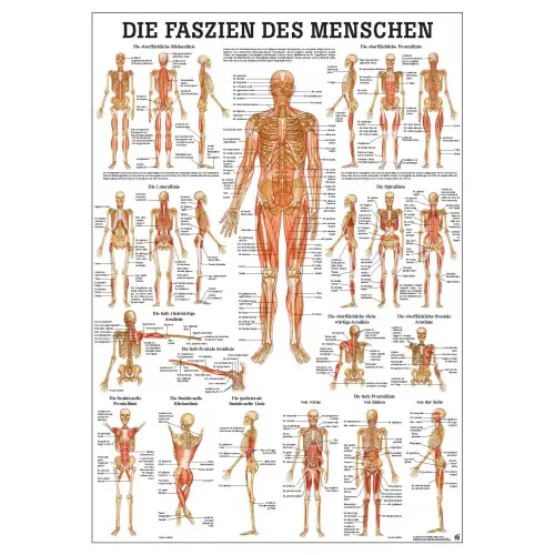 Die Faszien des Menschen