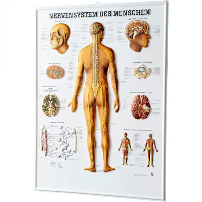 Relieftafel "Nervensystem des Menschen"