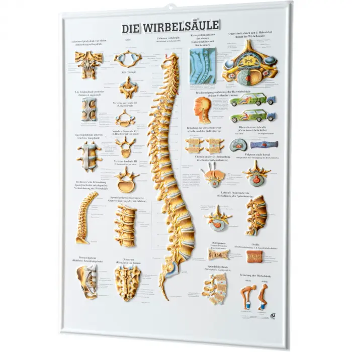 Relieftafel "Die Wirbelsäule"
