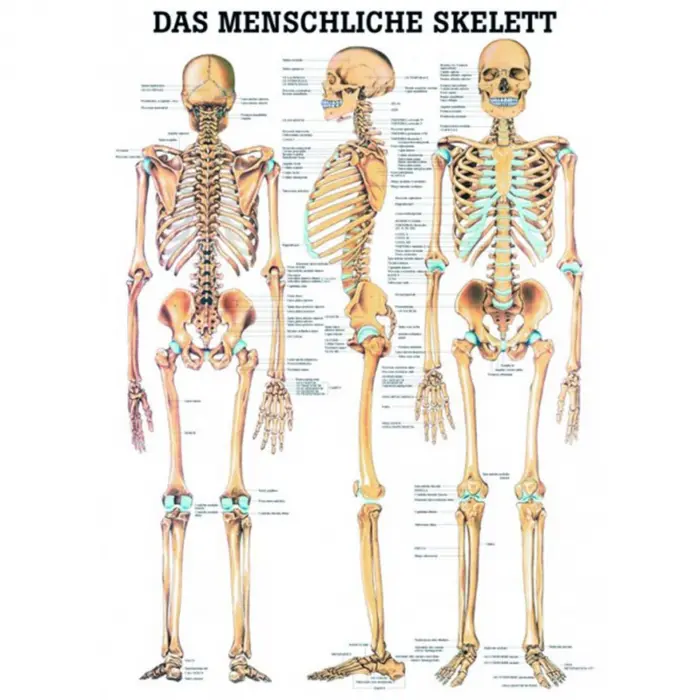 Das menschliche Skelett und Extremitäten