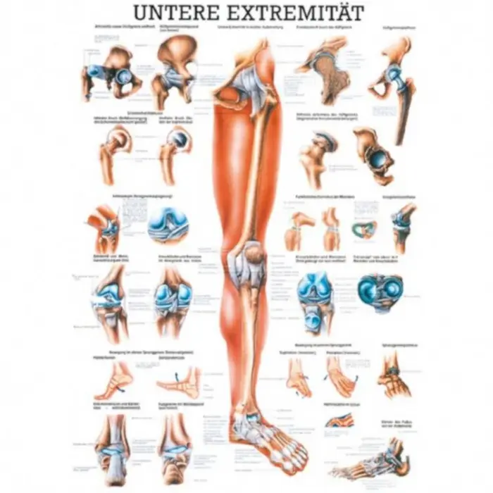 Mini-Poster, Poster und Lehrtafeln der  "Unteren und oberen Extremitäten des Menschen" Die untere Extremität | Lehrtafel 70 x 100 cm | unlaminiert
