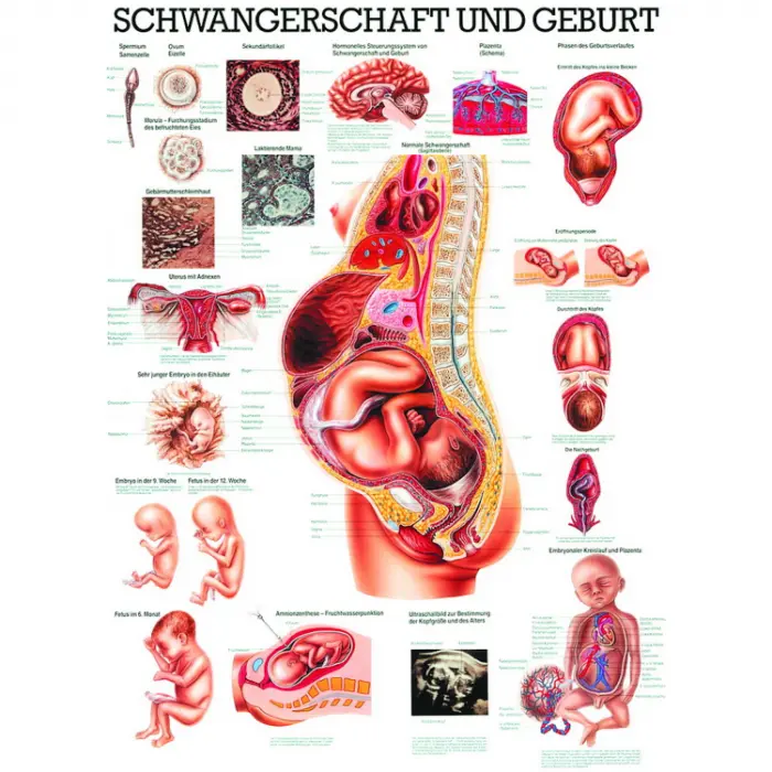 Schwangerschaft & Geburt Schwangerschaft & Geburt | Lehrtafel 70 x 100 cm | unlaminiert