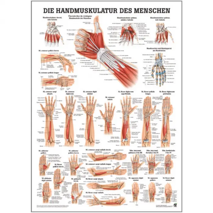 "Muskelsystem des Menschen" von verschiedenen Körperextremitäten