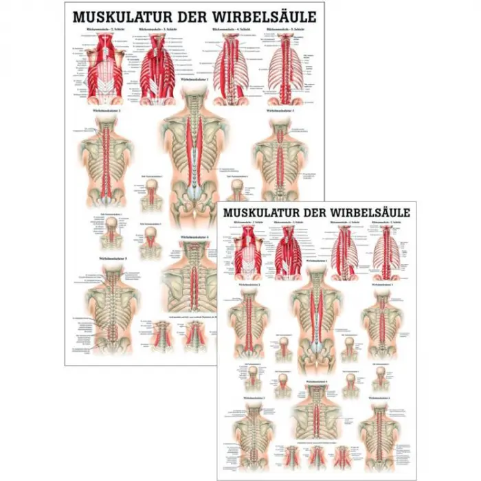 "Muskelsystem des Menschen" von verschiedenen Körperextremitäten Muskulatur der Wirbelsäule | Mini-Poster 24 x 34 cm | unlaminiert