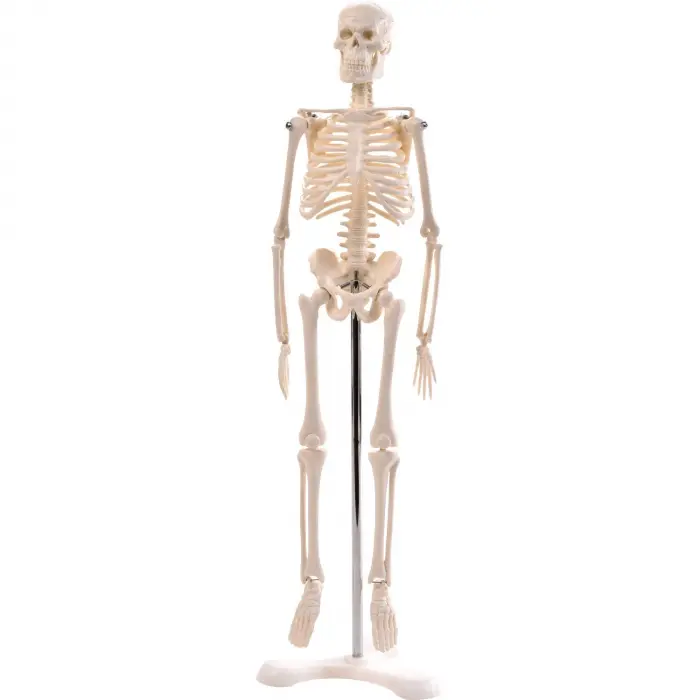 Mini-Skelett, 45cm