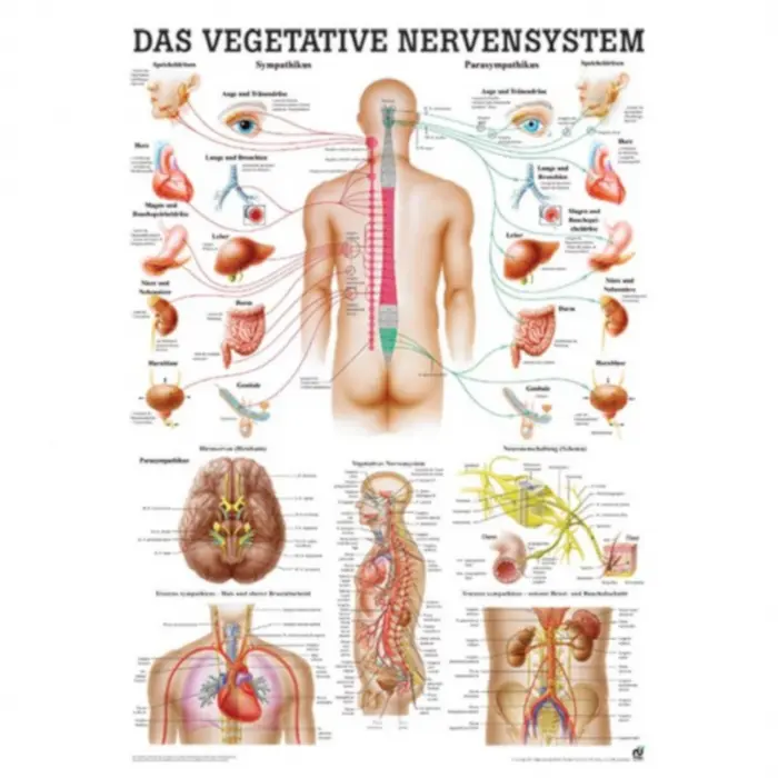 Nervensystem des Menschen Das vegetative Nervensystem | Mini-Poster 24 x 34 cm | unlaminiert