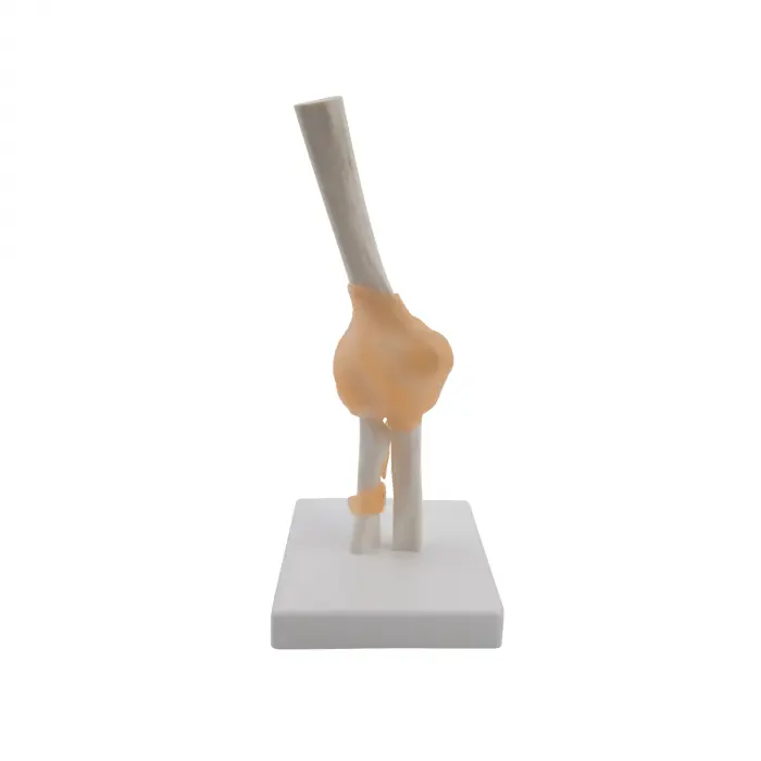 Anatomisches Ellenbogen-Modell