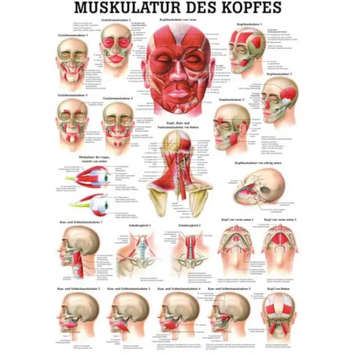 "Muskelsystem des Menschen" von verschiedenen Körperextremitäten Muskulatur des Kopfes | Poster 50 x 70 cm | unlaminiert