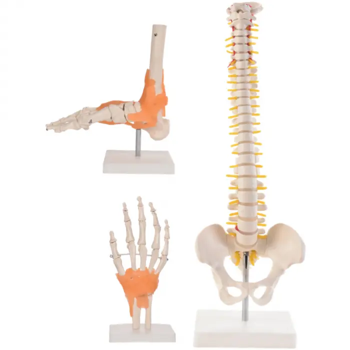 Anatomie Set I