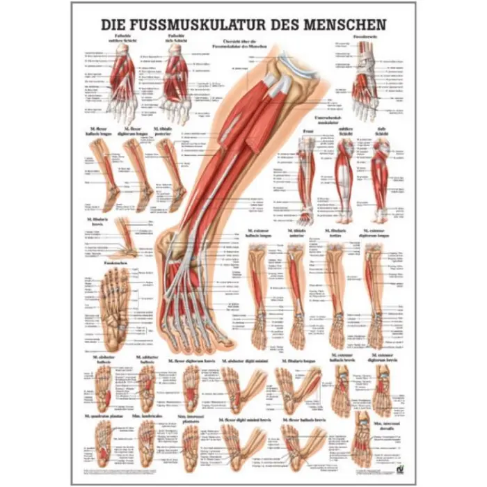 "Muskelsystem des Menschen" von verschiedenen Körperextremitäten Fußmuskulatur des Menschen | Poster 50 x 70 cm | laminiert