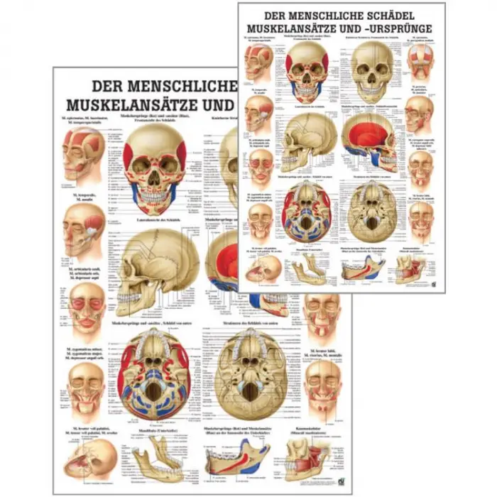 "Muskelsystem des Menschen" von verschiedenen Körperextremitäten Schädel, Muskelansätze u. Ursprünge  | Lehrtafel 70 x 100 cm | unlaminiert