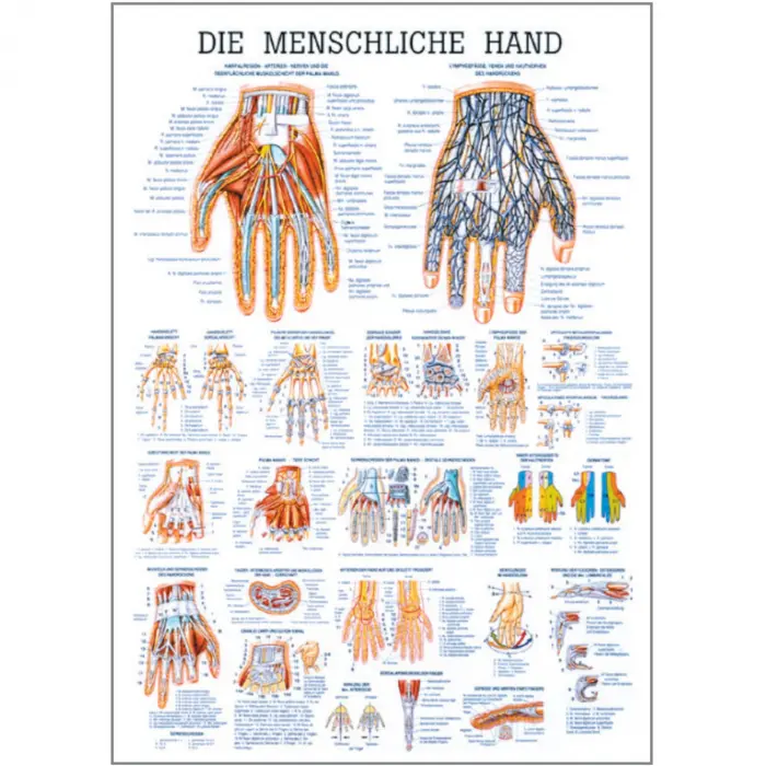Der menschlichen Gliedmaße