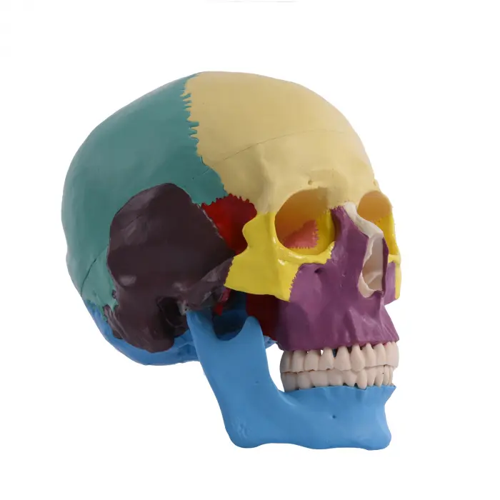 Anatomischer menschlicher Schädel, farbig