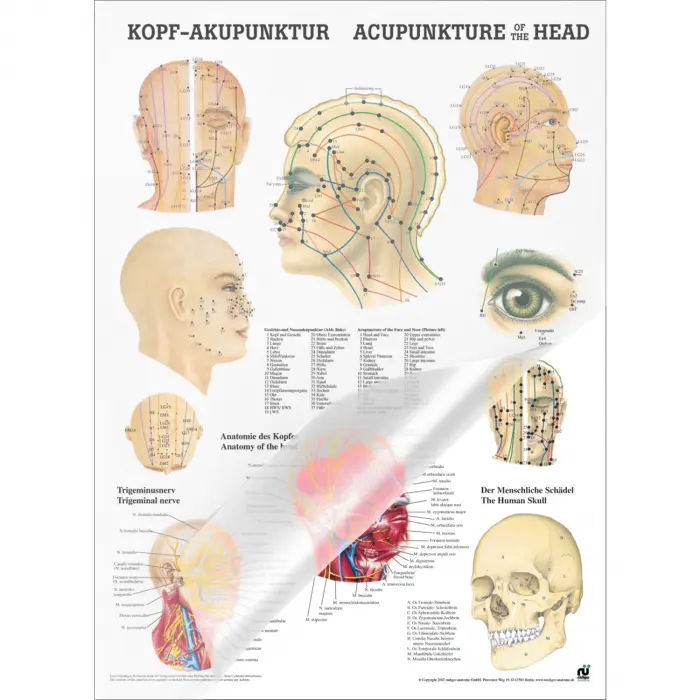 Miniposter "Körperakupunktur" Kopfakupunktur | Poster 50 x 70 cm | laminiert
