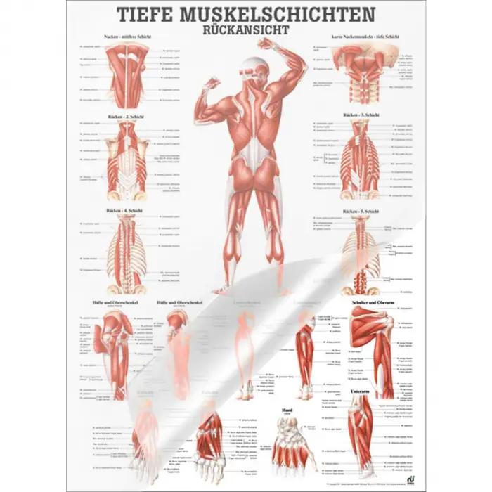 "Muskelsystem des Menschen" von verschiedenen Körpersequenzen Tiefe Muskelschichten - Rückansicht | Lehrtafel 70 x 100 cm | laminiert