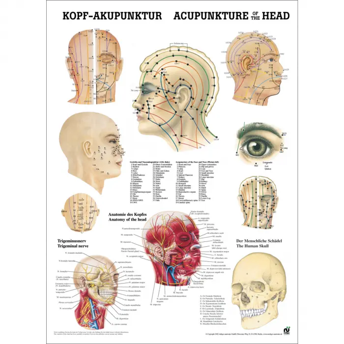Miniposter "Körperakupunktur" Kopfakupunktur | Poster 50 x 70 cm | unlaminiert