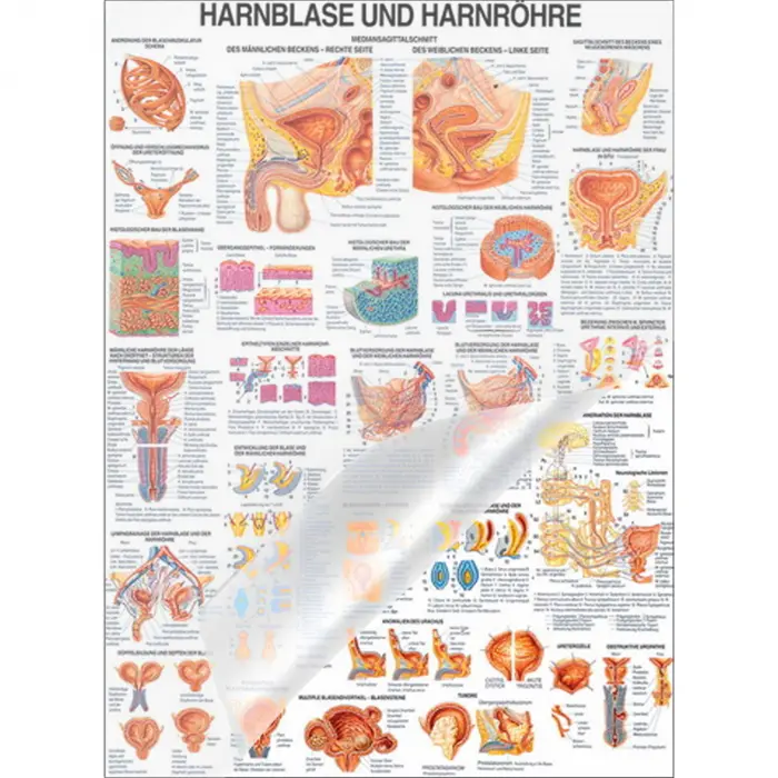 Lehrtafel "Niere u. Harnleiter", "Harnblase u. Harnröhre" Harnblase u. Harnröhre | Lehrtafel 70 x 100 cm | laminiert