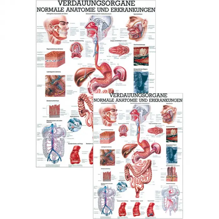 Verdauungsorgane - normale Anatomie u.  Erkrankungen