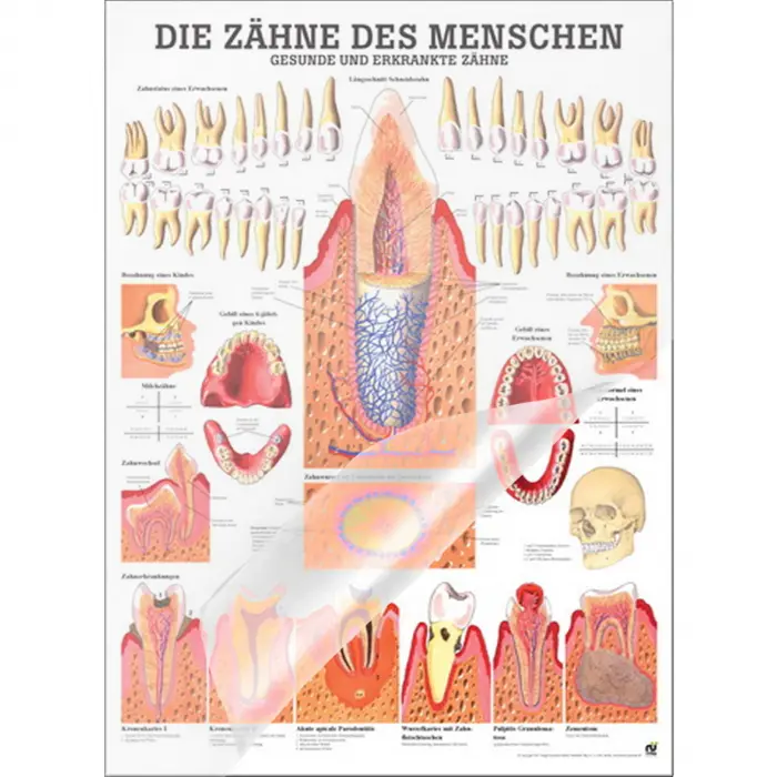Die Zähne des Menschen Lehrtafel 70 x 100 cm | laminiert
