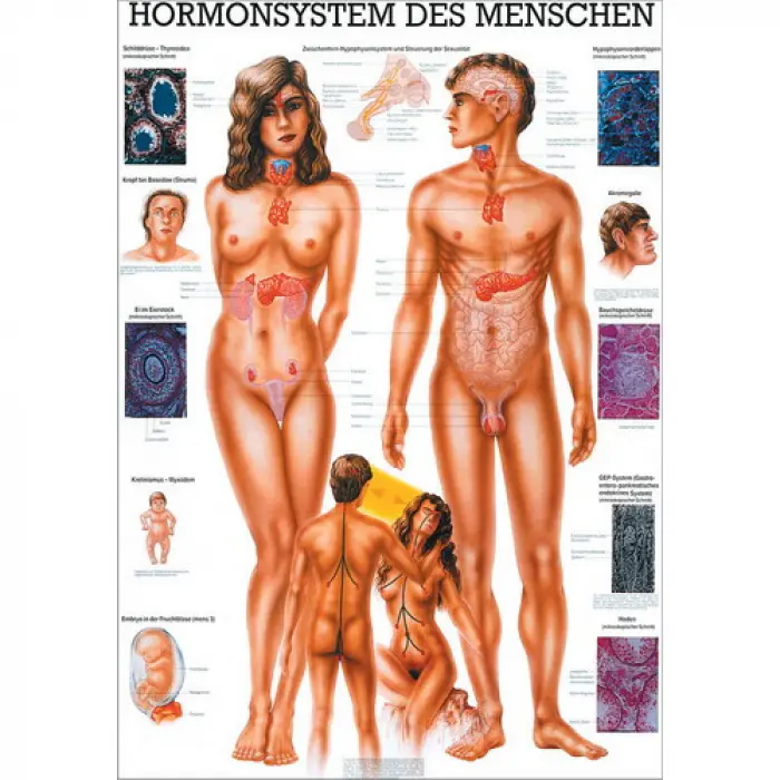 Hormonsystem des Menschen