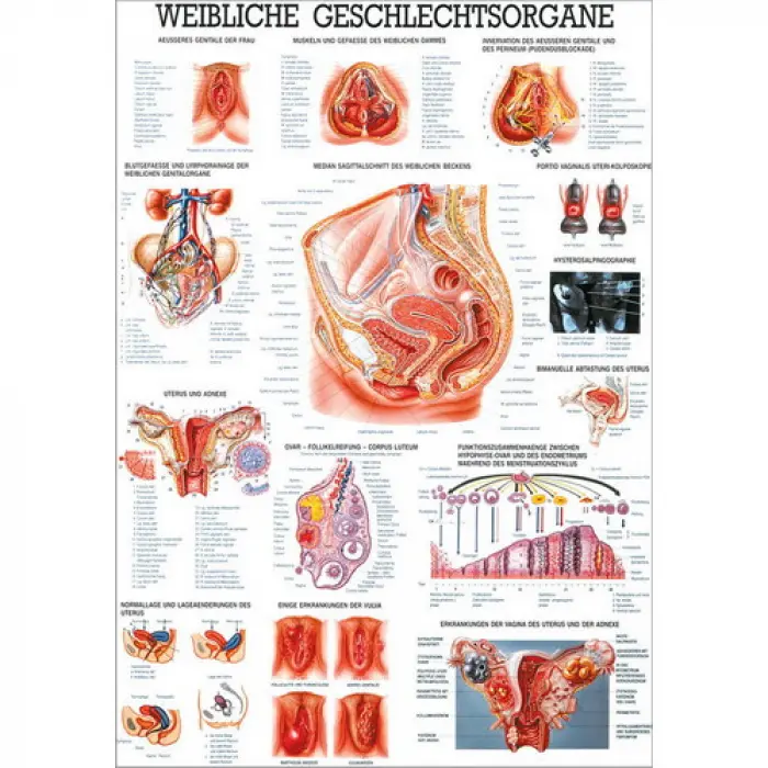 Die weiblichen Geschlechtsorgane