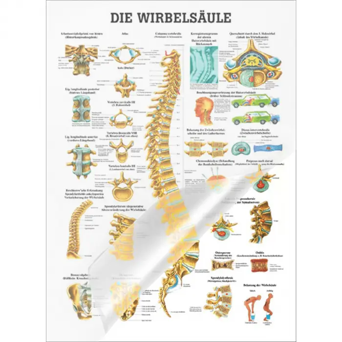 Die Wirbelsäule Lehrtafel 70x100cm | laminiert