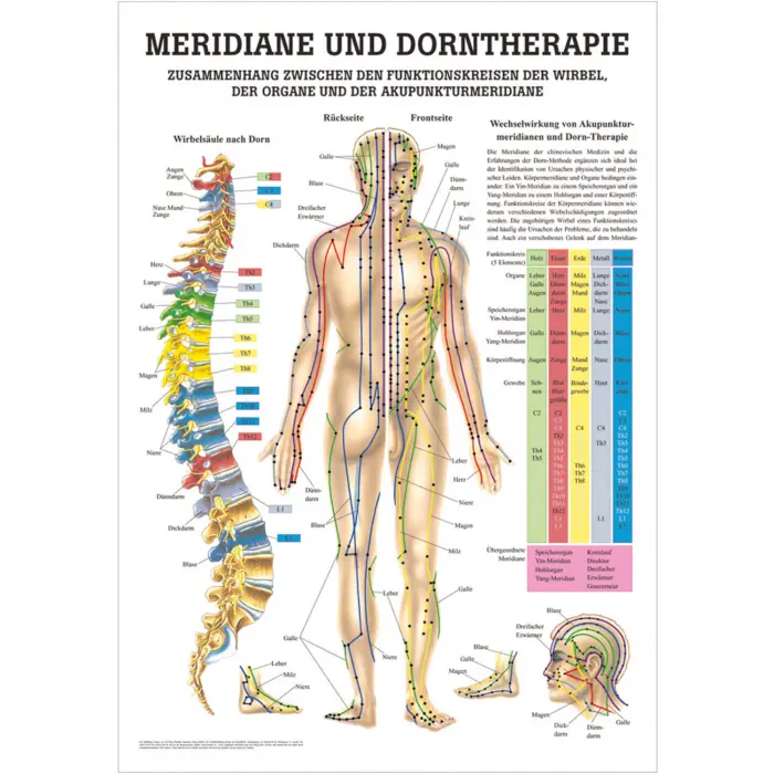 Meridiane und Dorntherapie Lehrtafel 70 x 100 cm | laminiert