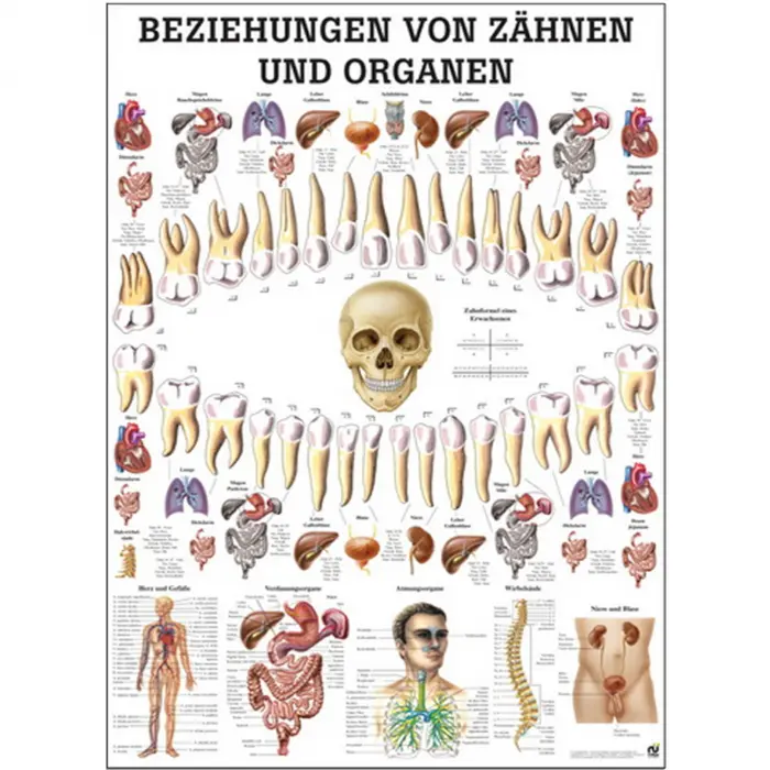Beziehungen von Zähnen und Organen