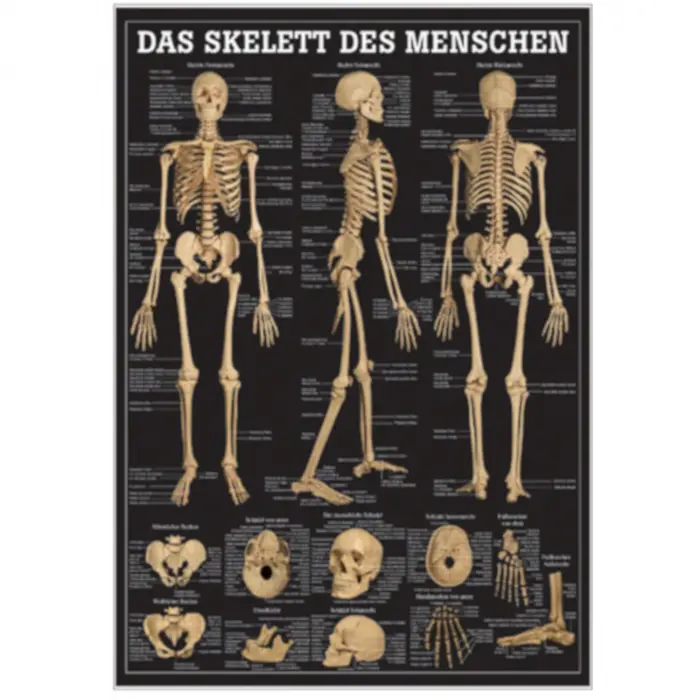 Das menschliche Skelett und Extremitäten Das Skelett des Menschen | Mini-Poster 24 x 34 cm | laminiert