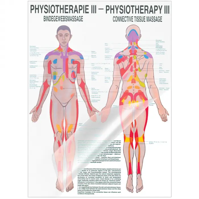 Physiotherapie III - Bindegewebsmassagen Mini-Poster 24 x 34 cm | laminiert