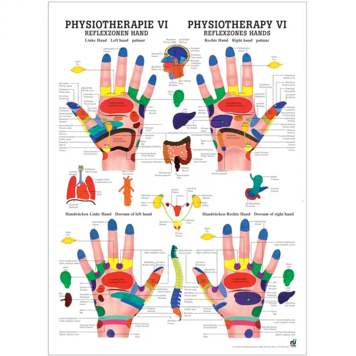 "Physiotherapie I-IX" Physiotherapie VI-Reflexzonen Hand | Mini-Poster 24 x 34 cm | unlaminiert