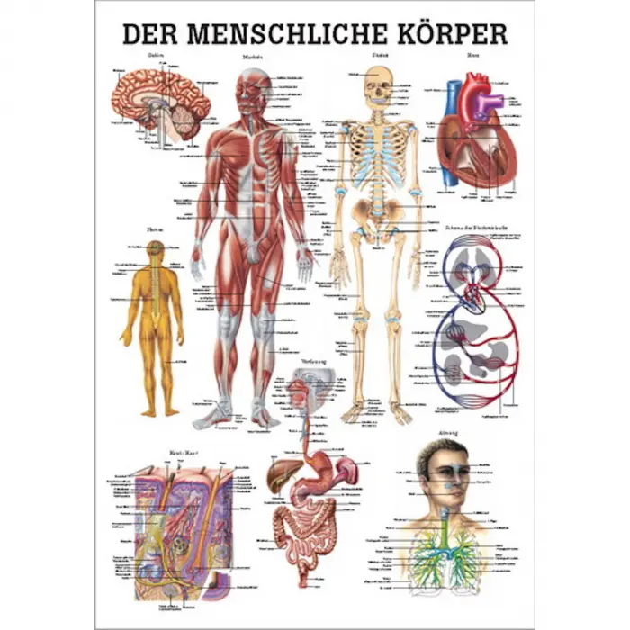Der menschliche Körper Mini-Poster 24 x 34 cm | laminiert